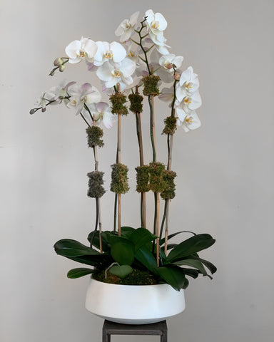 large potted orchid plant Orchid