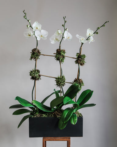 Three orchid in black rectangle